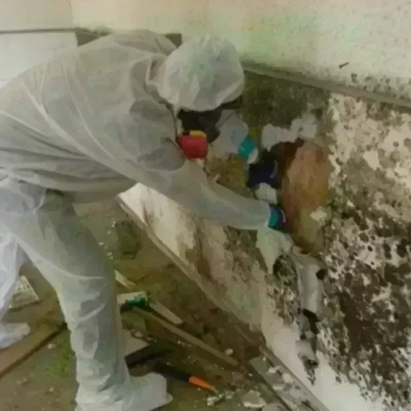 Mold Remediation and Removal in Desert Hills, AZ